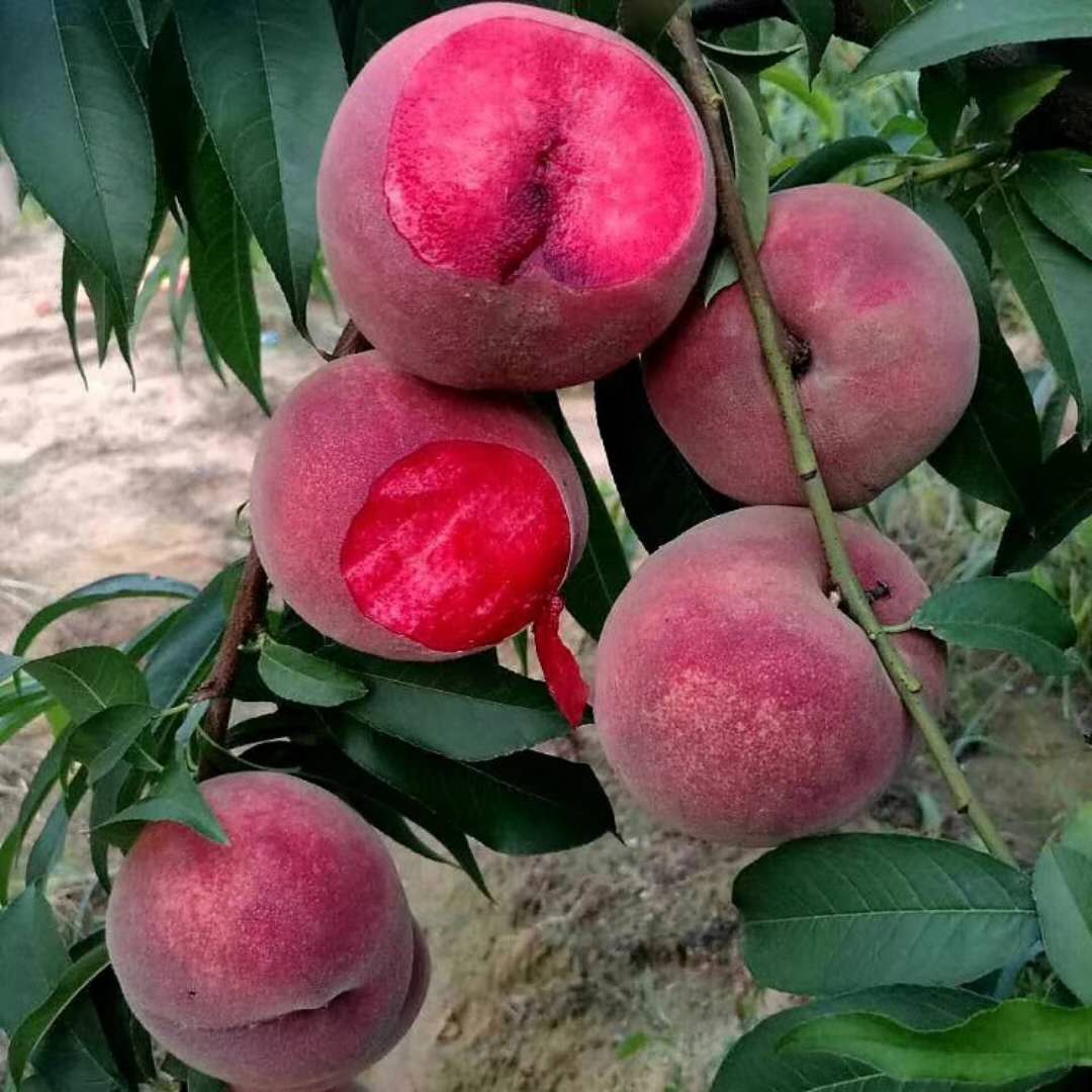 玉華早富蘋(píng)果樹(shù)苗、玉華早富蘋(píng)果苗 農(nóng)林牧漁