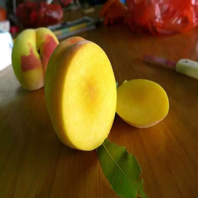 玉華早富蘋(píng)果樹(shù)苗、玉華早富蘋(píng)果苗 農(nóng)林牧漁