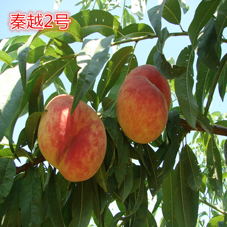玉華早富蘋(píng)果樹(shù)苗、玉華早富蘋(píng)果苗 農(nóng)林牧漁