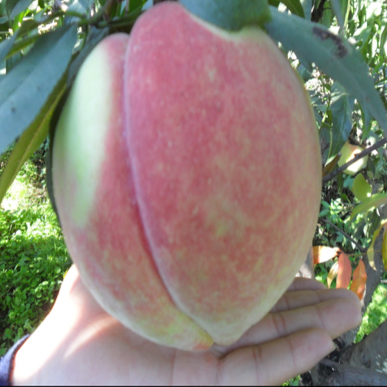 玉華早富蘋(píng)果樹(shù)苗、玉華早富蘋(píng)果苗 農(nóng)林牧漁