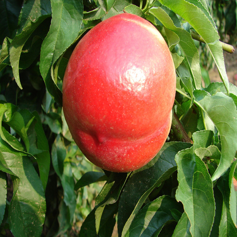 玉華早富蘋(píng)果樹(shù)苗、玉華早富蘋(píng)果苗 農(nóng)林牧漁