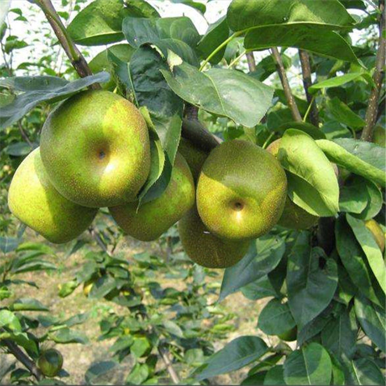 梨樹苗報(bào)價(jià)、紅太陽梨樹苗介紹