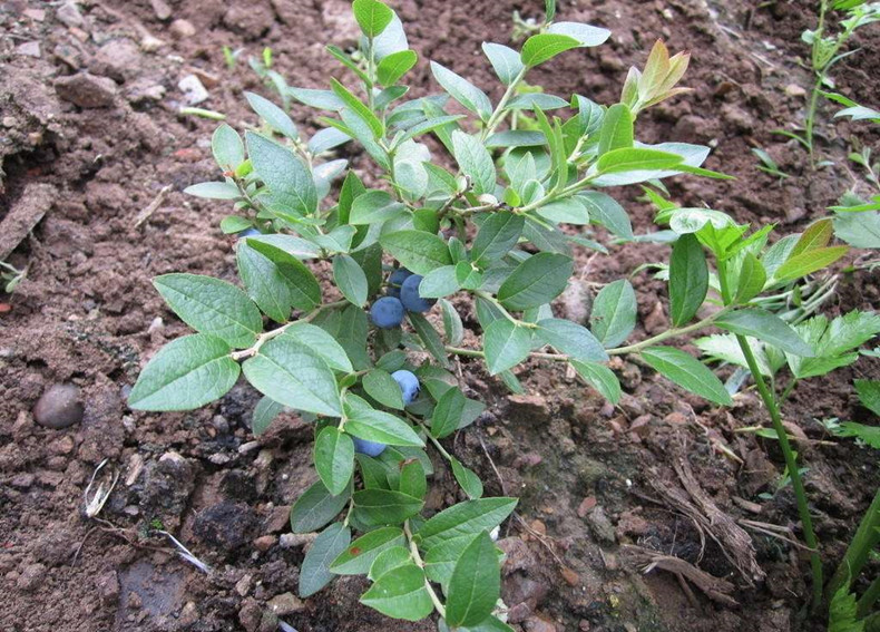 萊蕪藍(lán)莓苗多少起批、萊蕪藍(lán)莓苗零售價(jià)格