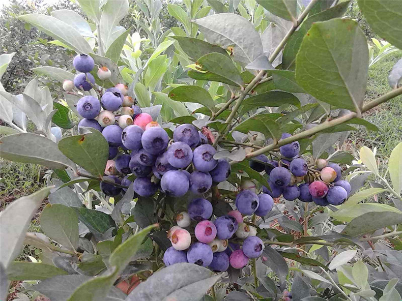 宜宾蓝莓苗市场价格、宜宾蓝莓苗基地