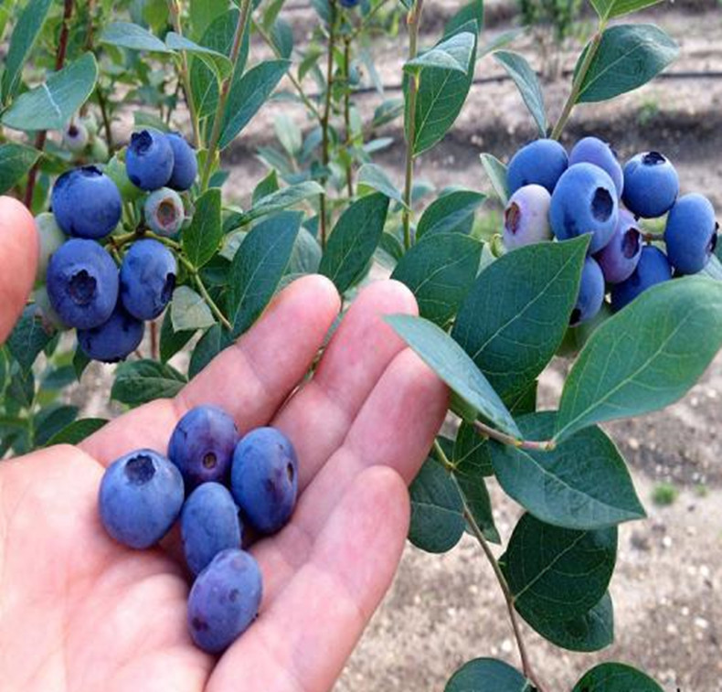 两公分蓝莓树小苗、两公分蓝莓树小苗种植基地、两公分蓝莓树小苗多少钱