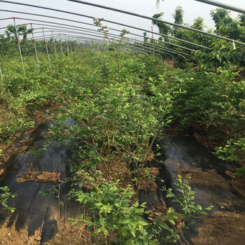 朝阳蓝莓树苗、朝阳蓝莓树苗什么时候种