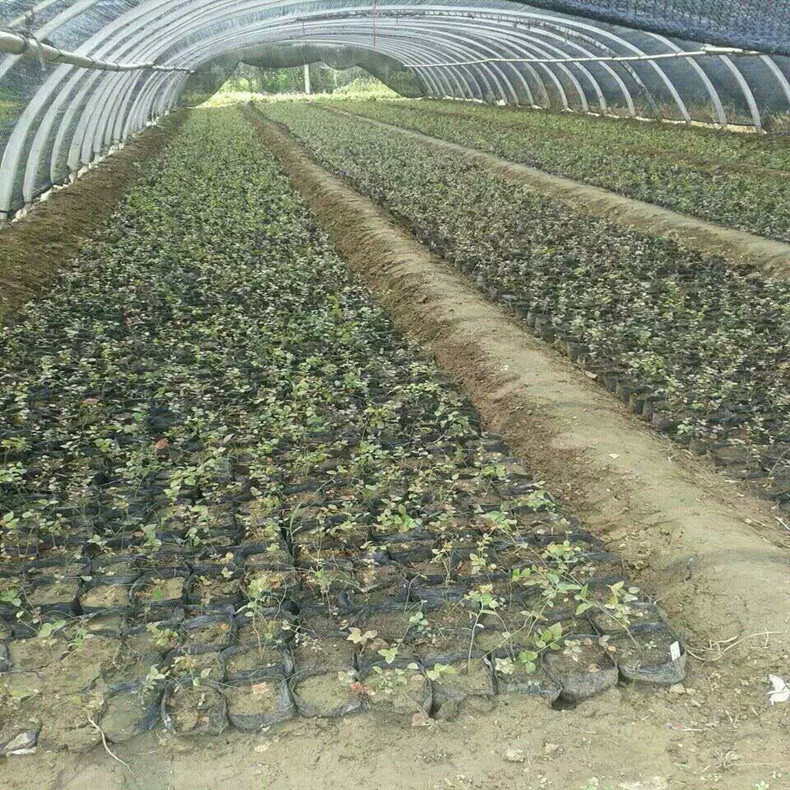 寶雞藍莓苗品種怎么樣、寶雞藍莓苗批發(fā)商