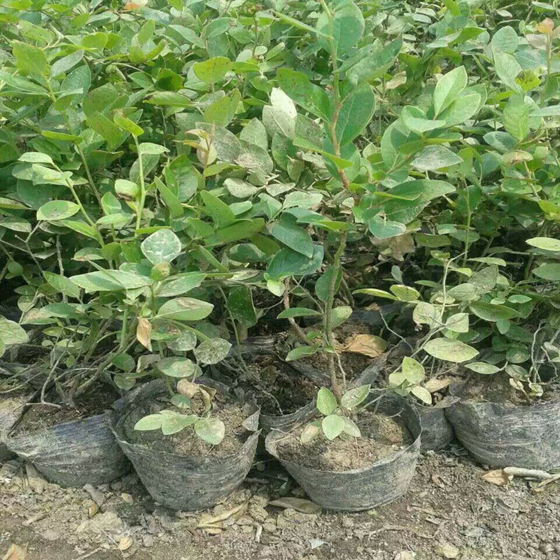 濟源V5藍莓苗報價、V5藍莓苗純度高