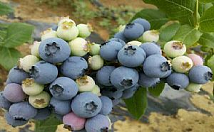 攀枝花蓝莓小苗、攀枝花蓝莓苗多少钱
