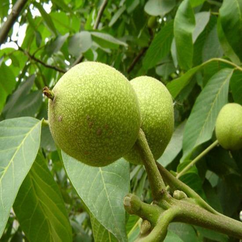 湘潭清香紅山楂苗批發(fā)價(jià)格、清香紅山楂苗早掛果