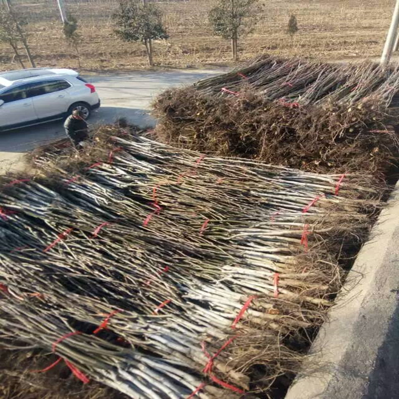 永新一年生山楂苗多少錢一棵、一年生山楂苗哪里賣