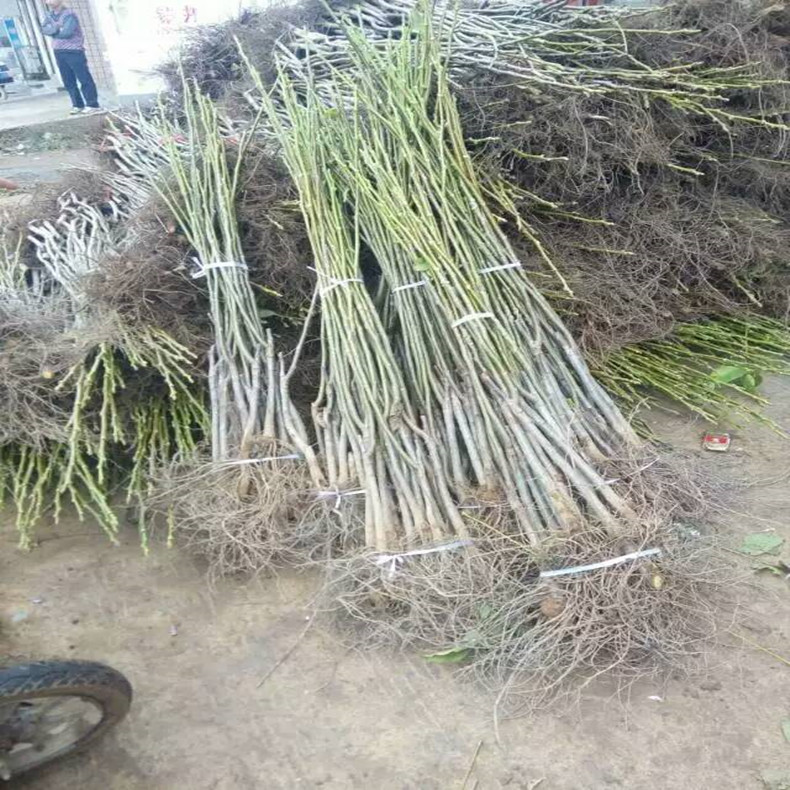 七臺河大量出售山楂苗哪里有、大量出售山楂苗一畝地產(chǎn)量多少