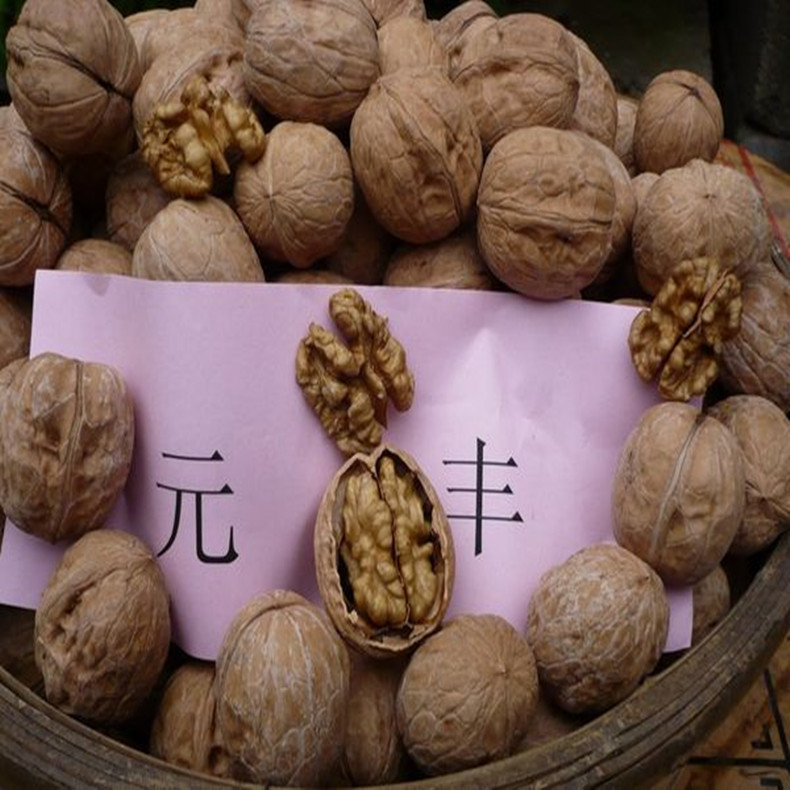 七臺河大量出售山楂苗哪里有、大量出售山楂苗一畝地產(chǎn)量多少