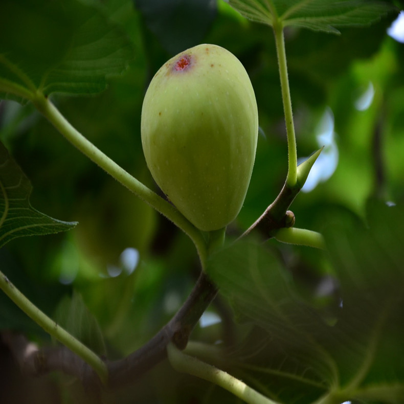 北屯豐產(chǎn)黃無花果樹苗、豐產(chǎn)黃無花果苗幾月成熟