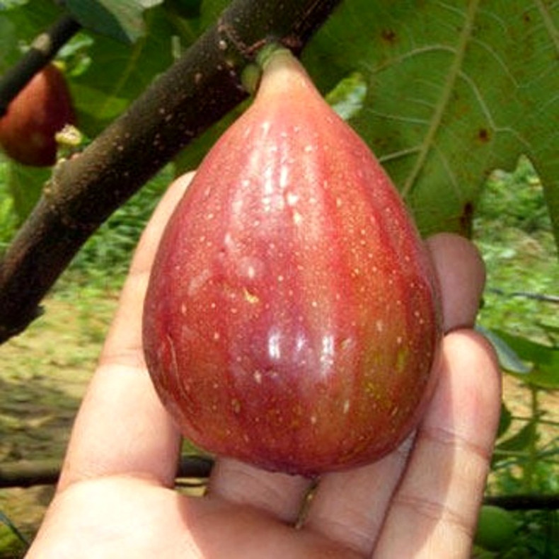 衡陽0.6公分無花果苗大量出售、0.6公分無花果苗詢價(jià)