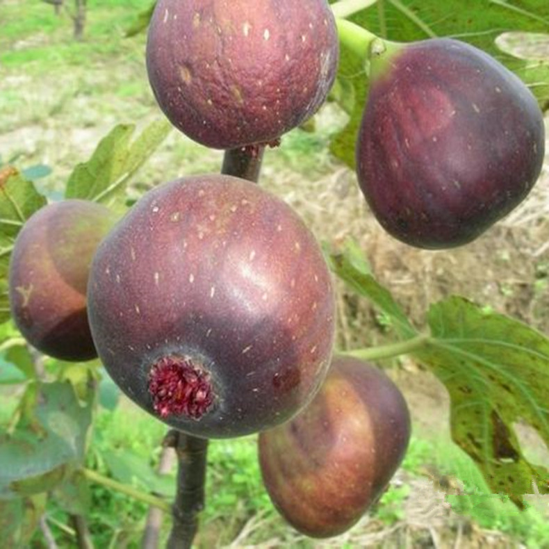 深圳2年無(wú)花果苗、2年無(wú)花果苗歡迎選購(gòu)