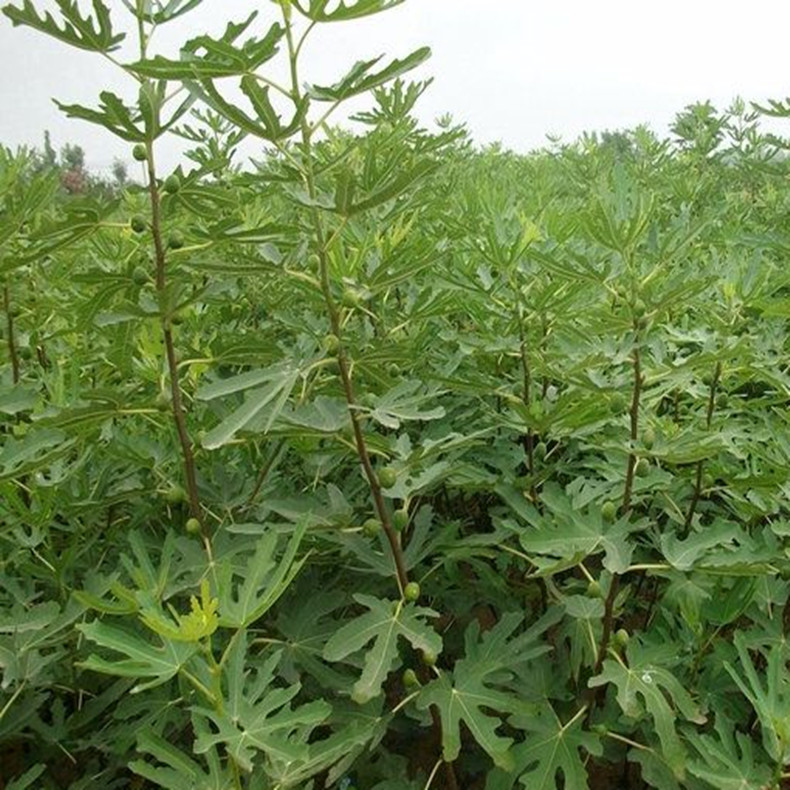 隴南日本紫無花果苗批發(fā)價格、日本紫無花果苗幾月成熟