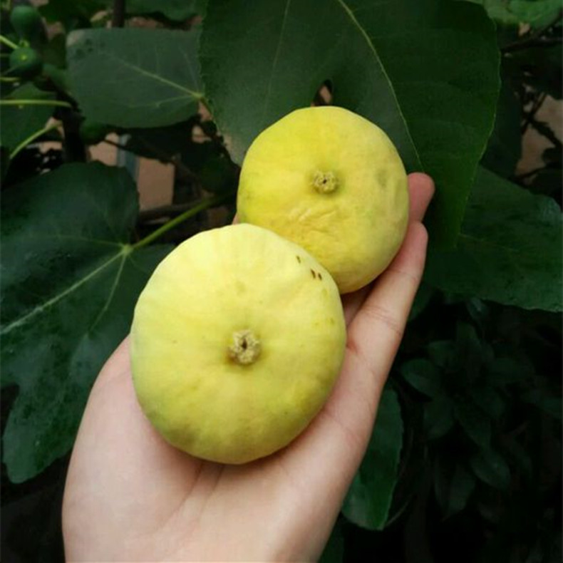 十堰大量出售無花果苗報(bào)價(jià)、大量出售無花果苗一畝地產(chǎn)量多少