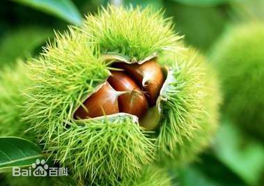 延邊燕光板栗苗上車價(jià)格、燕光板栗苗畝產(chǎn)量多少