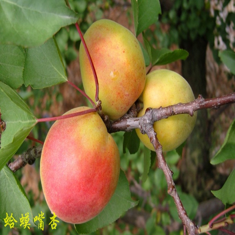 浙江杏樹種苗、浙江杏樹苗種植技術(shù)