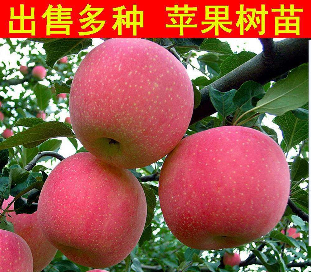 哈爾濱中秋王蘋果苗大量出售、中秋王蘋果苗粗度多少