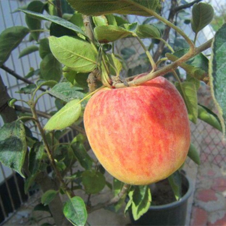 畢節(jié)117/06紅肉蘋(píng)果苗基地報(bào)價(jià)、117/06紅肉蘋(píng)果苗成熟期