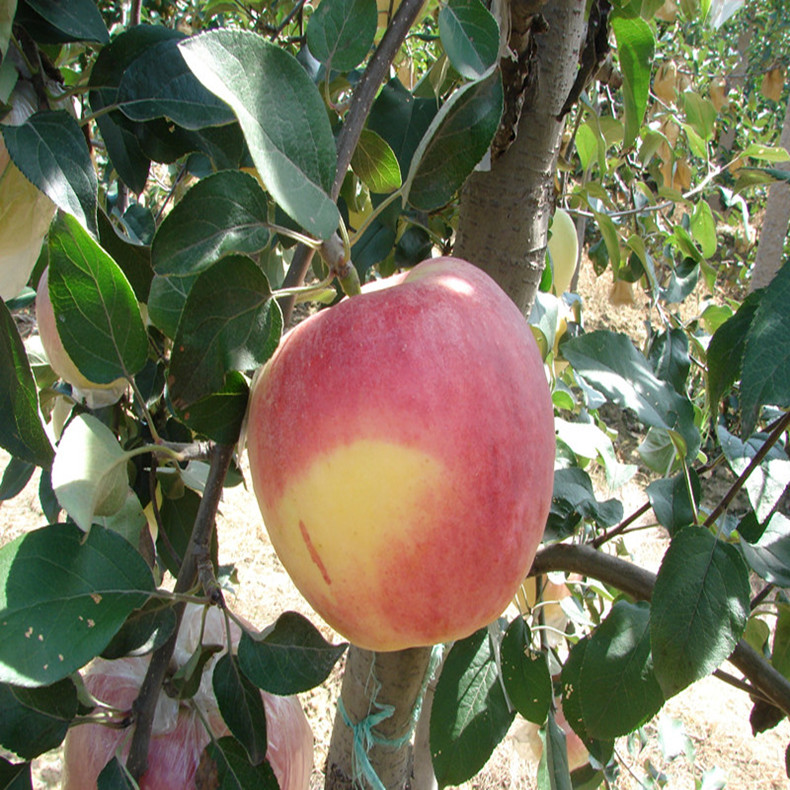 畢節(jié)117/06紅肉蘋(píng)果苗基地報(bào)價(jià)、117/06紅肉蘋(píng)果苗成熟期