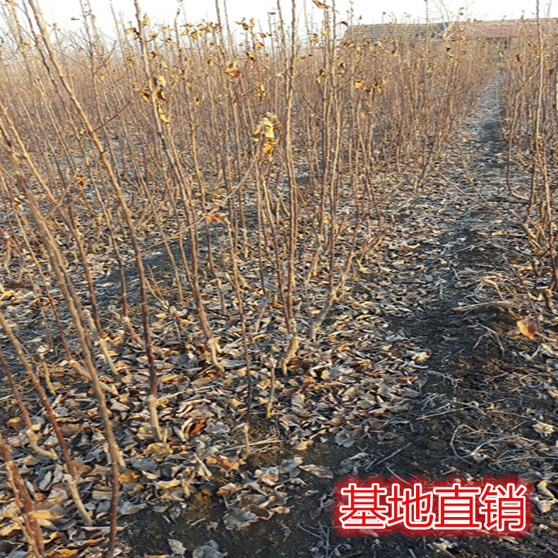 巴南m26中間砧蘋(píng)果苗門(mén)市價(jià)、m26中間砧蘋(píng)果苗一畝地種多少
