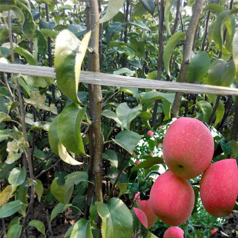 畢節(jié)117/06紅肉蘋(píng)果苗基地報(bào)價(jià)、117/06紅肉蘋(píng)果苗成熟期