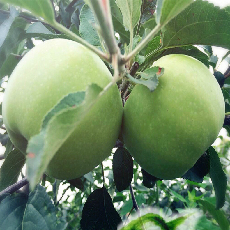 南昌黑苹果苗价格、黑苹果苗新品种介绍
