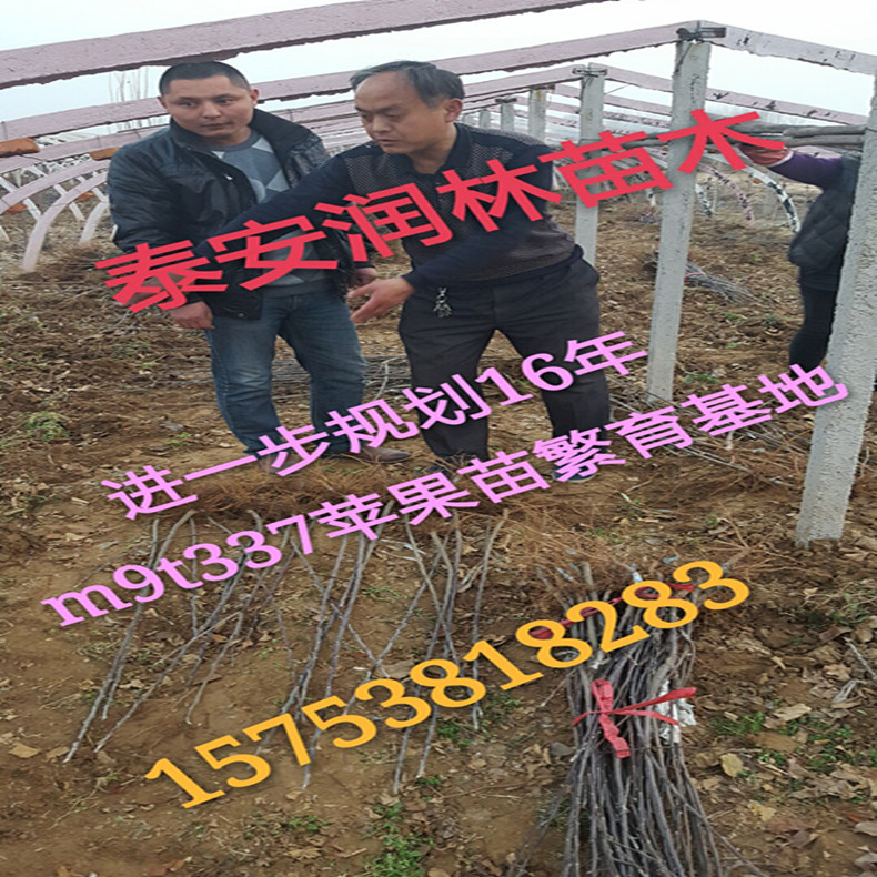 哈爾濱中秋王蘋果苗大量出售、中秋王蘋果苗粗度多少