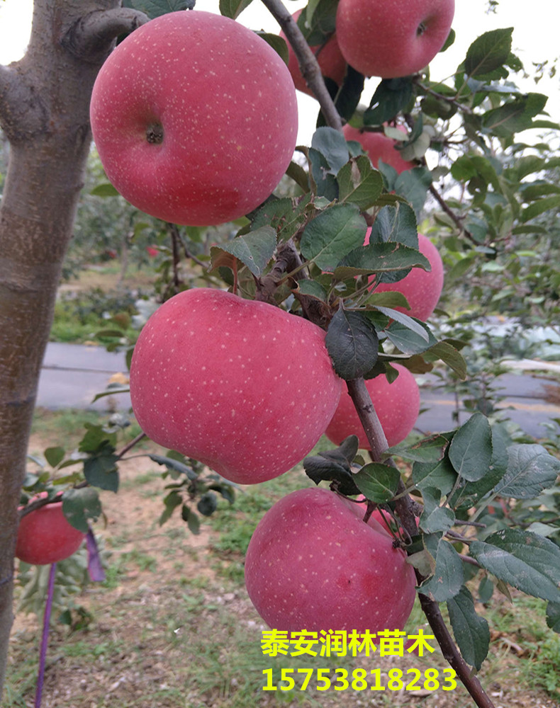 巴南m26中間砧蘋(píng)果苗門(mén)市價(jià)、m26中間砧蘋(píng)果苗一畝地種多少
