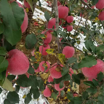 常州瑞普麗蘋果苗基地、瑞普麗蘋果苗純度高
