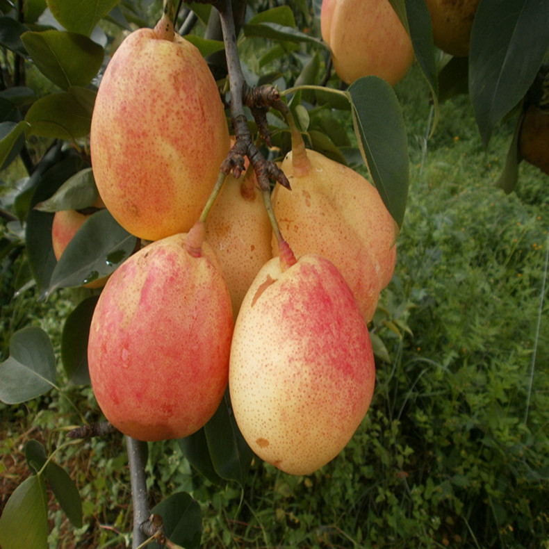 東莞梨樹苗供應(yīng)、東莞梨樹苗適應(yīng)性強(qiáng)