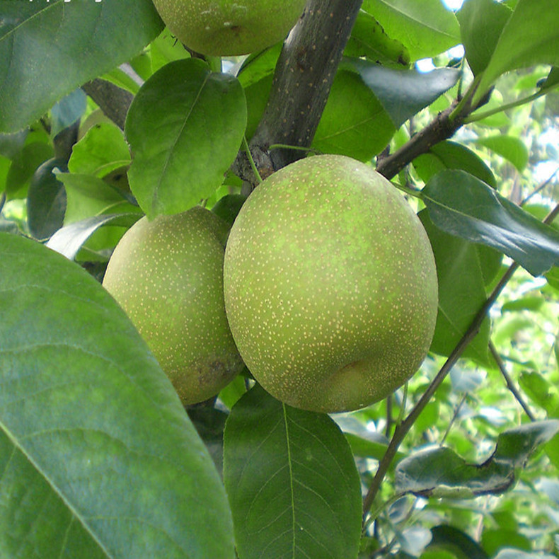 含香梨樹(shù)、含香梨樹(shù)苗品種