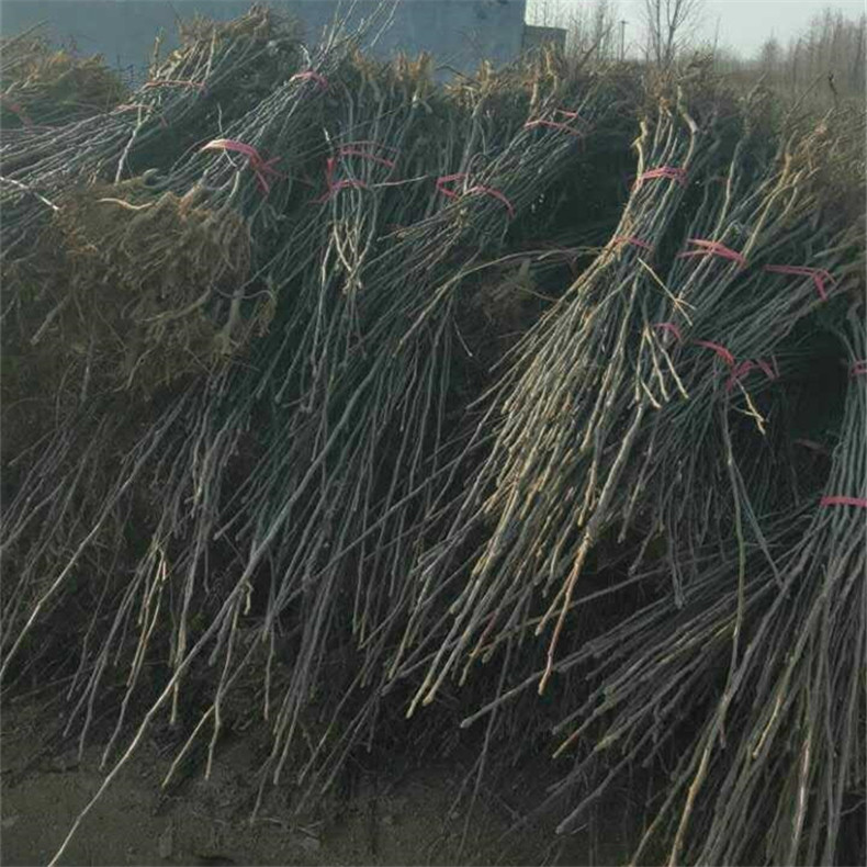 東莞梨樹苗供應(yīng)、東莞梨樹苗適應(yīng)性強(qiáng)