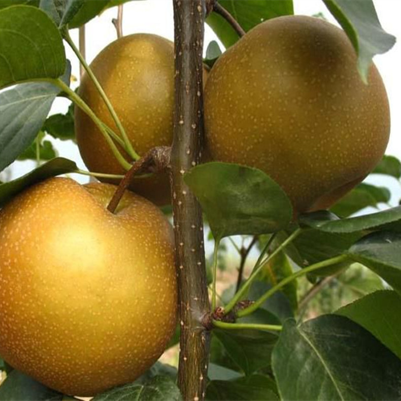 果洛梨樹(shù)苗怎么種、果洛梨樹(shù)苗新品種批發(fā)
