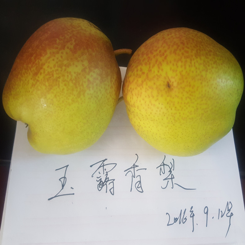 渭南梨苗、渭南梨樹苗多少錢一棵