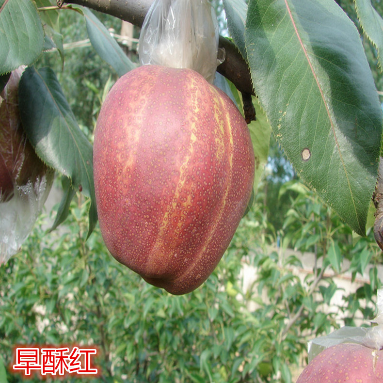 泰州梨樹苗批發、泰州梨樹苗哪里賣