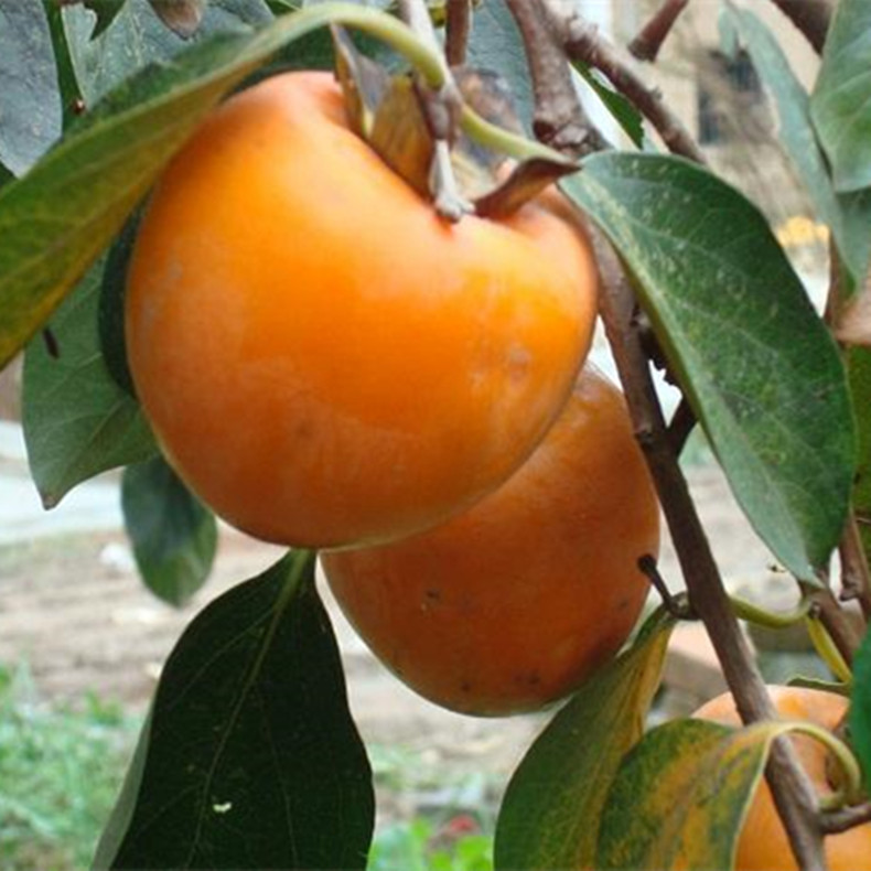 陽豐甜柿子苗現(xiàn)在能種嗎、陽豐甜柿子苗圖片
