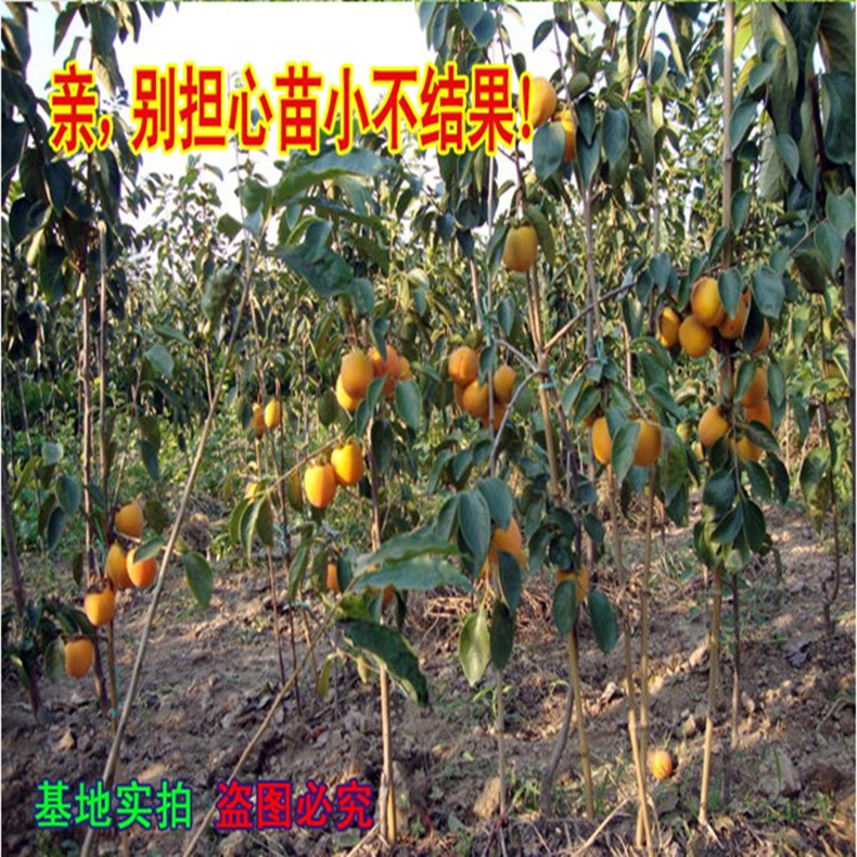 陽豐甜柿子苗現(xiàn)在能種嗎、陽豐甜柿子苗圖片
