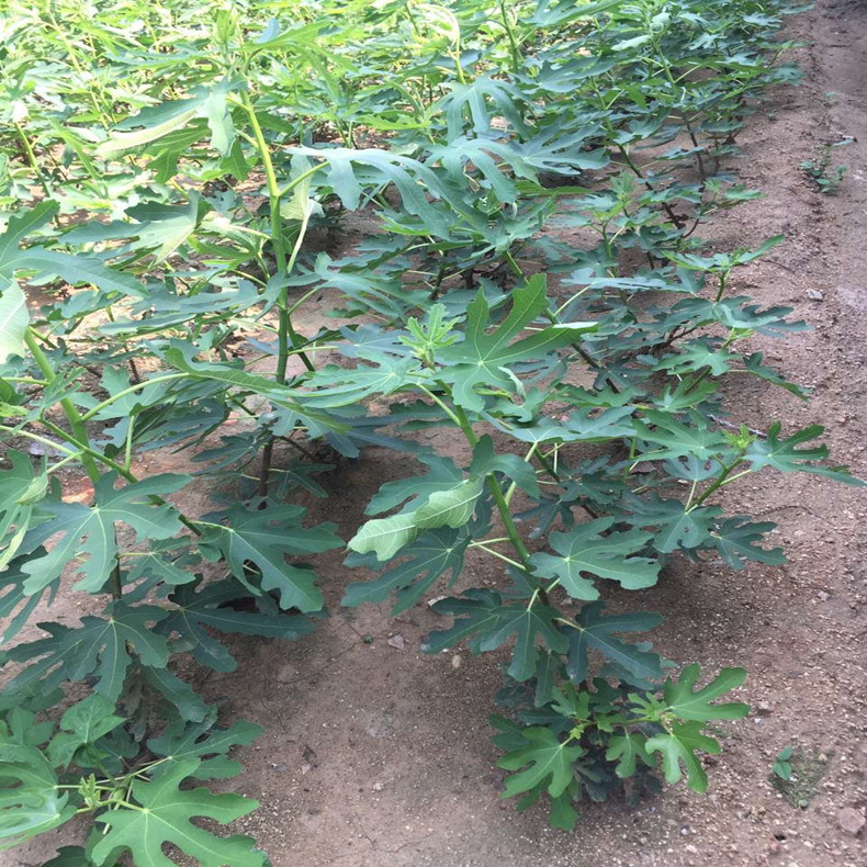 紅橋無(wú)花果苗成熟期、紅橋無(wú)花果苗批發(fā)零售