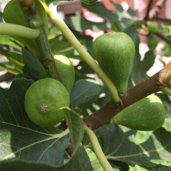 衡陽(yáng)2公分無(wú)花果樹(shù)壯苗、2公分無(wú)花果苗哪里賣