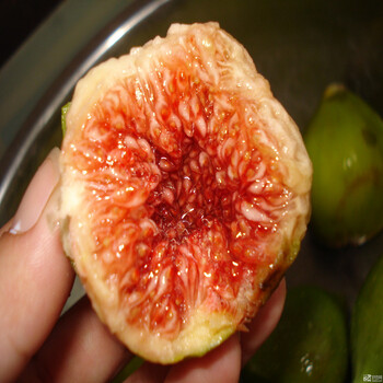 哈爾濱沙漠王無花果苗批發(fā)價格、沙漠王無花果苗新品種價格