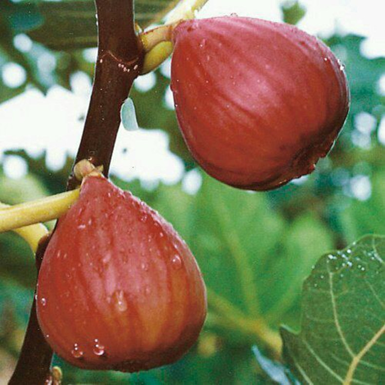 東麗無(wú)花果苗多少錢(qián)、東麗無(wú)花果苗成活率