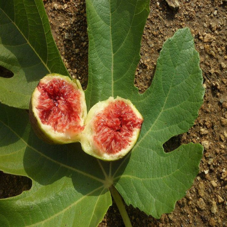 南開無(wú)花果苗成活率、南開無(wú)花果苗病蟲害防治
