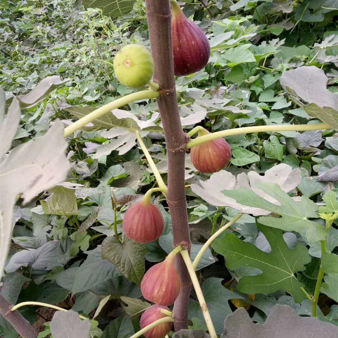 銅川無花果苗品種介紹、銅川無花果苗