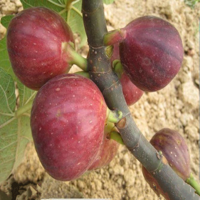 潮州無(wú)花果苗基地、潮州無(wú)花果苗一畝地種植多棵
