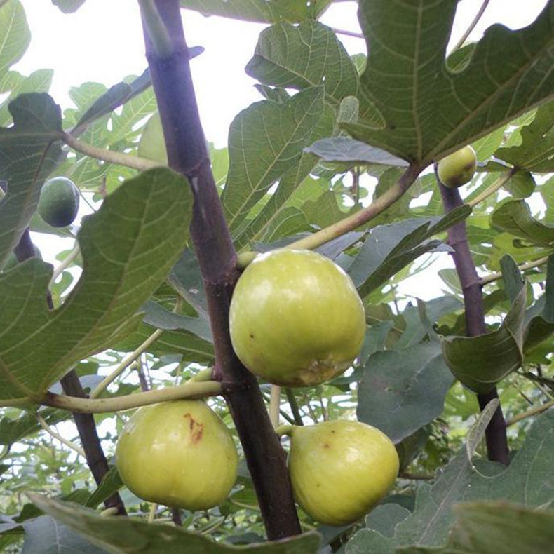 和縣無花果介紹、和縣無花果苗價(jià)格
