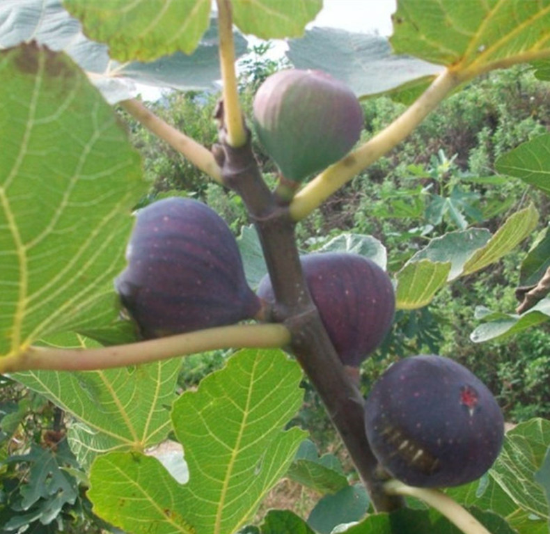 無花果苗包成活包純度、無花果苗出售